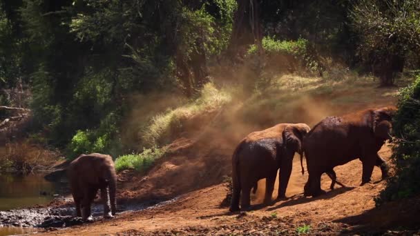 African Bush Elephant Grooming Red Sand Kruger National Park South — ストック動画
