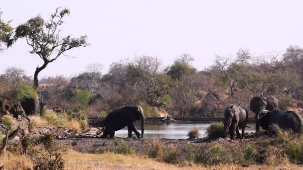 African Bush Elephant Grooming Mud Lake Side Kruger National Park — Vídeo de Stock
