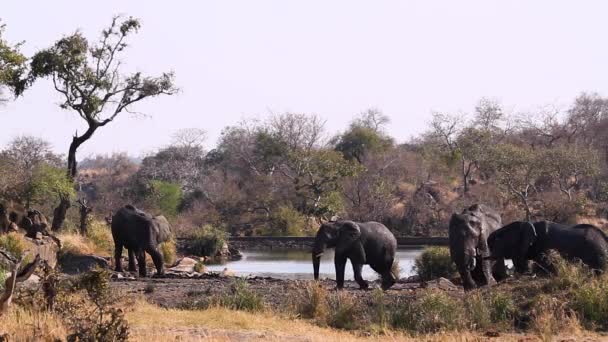 African Bush Elephant Grooming Mud Lake Side Kruger National Park — Wideo stockowe