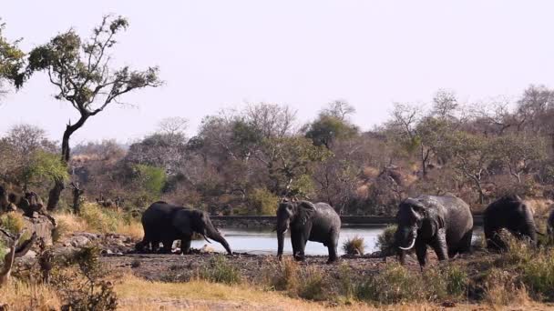 Elefante Arbusto Africano Acicalado Barro Lado Del Lago Parque Nacional — Vídeos de Stock