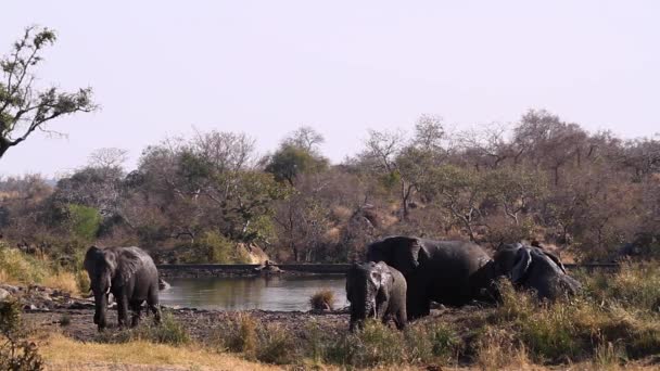 African Bush Elephant Grooming Mud Lake Side Kruger National Park — Stockvideo