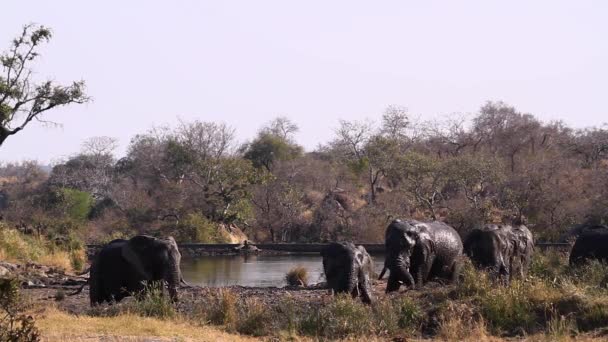 African Bush Elephant Grooming Mud Lake Side Kruger National Park — Wideo stockowe