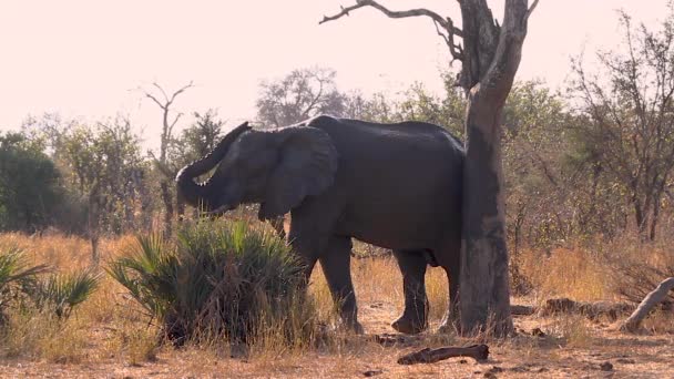 南アフリカのクルーガー国立公園の枯れ木の幹を引っ掻くアフリカのブッシュゾウ 種Loxodontaアフリカゾウ科 — ストック動画