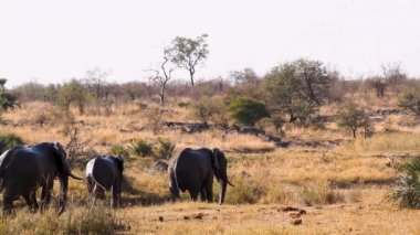 African bush elephant group walking in dry savannah in Kruger National park, South Africa ; Specie Loxodonta africana family of Elephantidae