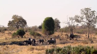 African bush elephant group grooming in mud pond  in Kruger National park, South Africa ; Specie Loxodonta africana family of Elephantidae