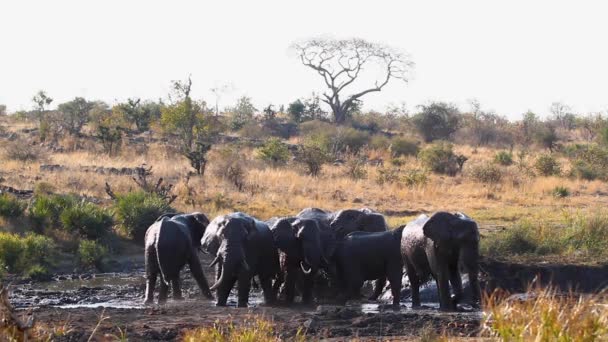 African Bush Elephant Group Grooming Mud Pond Kruger National Park — стоковое видео