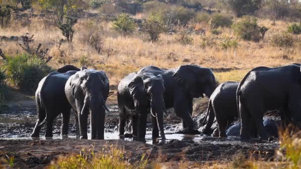 African Bush Elephant Group Grooming Mud Pond Kruger National Park — Wideo stockowe