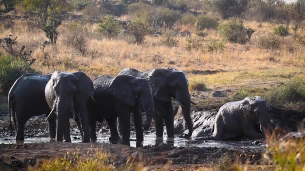 African Bush Elephant Group Grooming Mud Pond Kruger National Park — 图库视频影像