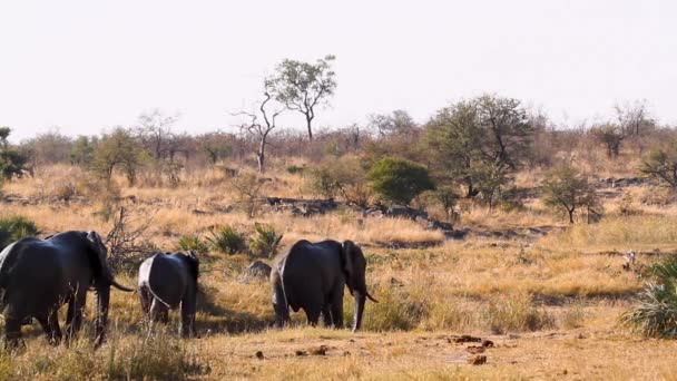 African Bush Elephant Group Walking Dry Savannah Kruger National Park — Stockvideo