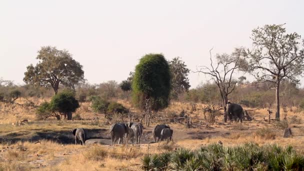 African Bush Elephant Group Grooming Mud Pond Kruger National Park — стоковое видео