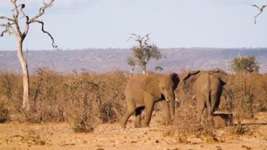 African bush elephant young animal dueling in savannah in Kruger National park, South Africa ; Specie Loxodonta africana family of Elephantidae