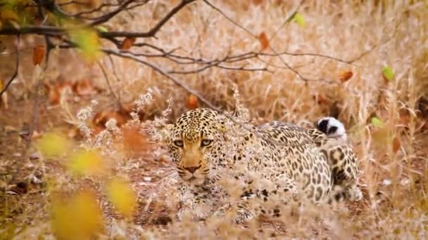 Leopard Resting Fall Color Bush Kruger National Park South Africa — 비디오