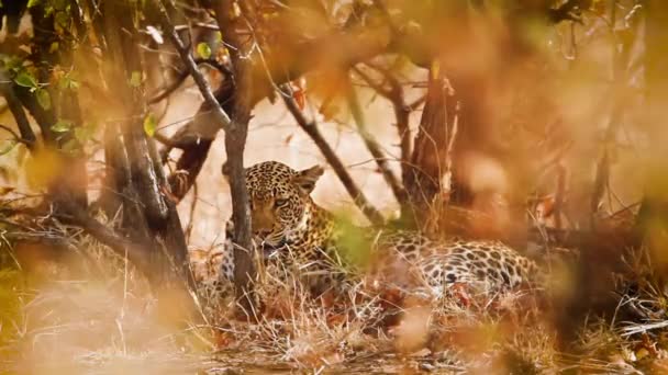 Leopard resting in fall color bush in Kruger National park, South Africa ; Specie Panthera pardus family of Felidae