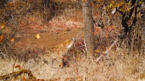 Spotted Hyaena Dry Savannah Kruger National Park South Africa Specie — 图库视频影像