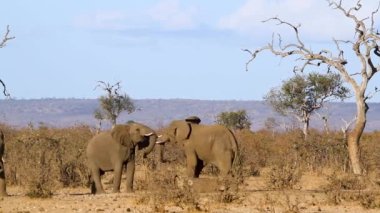 Two young African bush elephant dueling in savannah scenery in Kruger National park, South Africa ; Specie Loxodonta africana family of Elephantidae