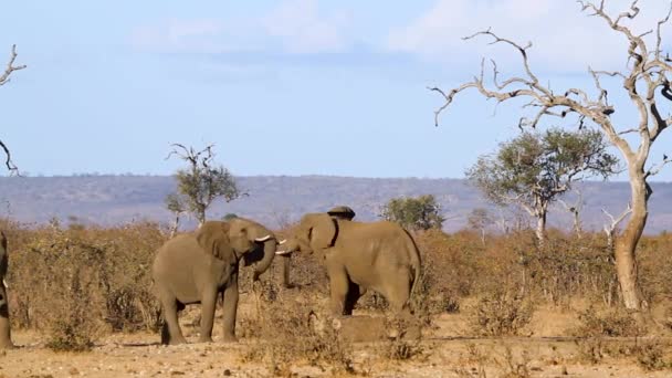 Two Young African Bush Elephant Dueling Savannah Scenery Kruger National — Stock video