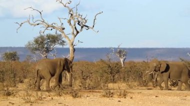 Two young African bush elephant dueling in savannah scenery in Kruger National park, South Africa ; Specie Loxodonta africana family of Elephantidae
