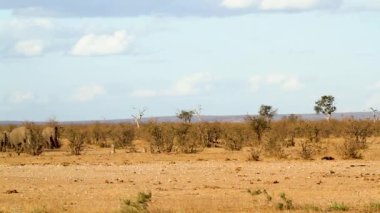African bush elephant herd running in savannah in Kruger National park, South Africa ; Specie Loxodonta africana family of Elephantidae