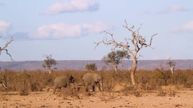 African bush elephant herd running to waterhole in Kruger National park, South Africa ; Specie Loxodonta africana family of Elephantidae