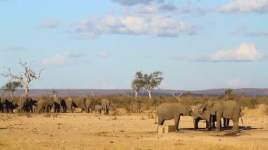 Güney Afrika 'daki Kruger Ulusal Parkı' ndaki su birikintisinde su içen Afrika fili sürüsü; Filgiller familyasından Specie Loxodonta africana