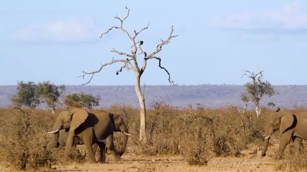 Two Young African Bush Elephant Dueling Savannah Scenery Kruger National — Stock video