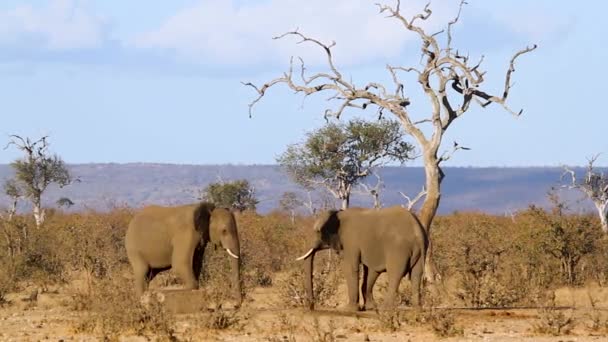 Two Young African Bush Elephant Dueling Savannah Scenery Kruger National — Vídeo de Stock