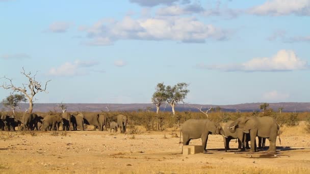 Manada Africana Elefantes Arbustos Bebiendo Pozo Agua Parque Nacional Kruger — Vídeo de stock