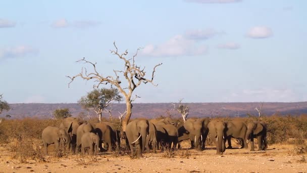 Manada Africana Elefantes Arbustos Bebiendo Pozo Agua Parque Nacional Kruger — Vídeo de stock
