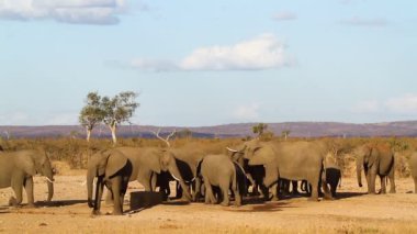 Güney Afrika 'daki Kruger Ulusal Parkı' ndaki su birikintisinde su içen Afrika fili sürüsü; Filgiller familyasından Specie Loxodonta africana