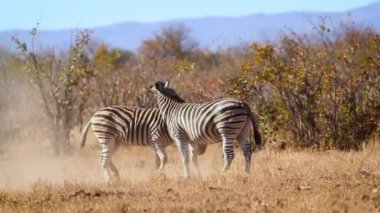 Two Plains zebra fighting in savannah in Kruger National park, South Africa ; Specie Equus quagga burchellii family of Equidae