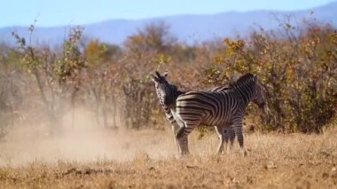 Two Plains zebra fighting in savannah in Kruger National park, South Africa ; Specie Equus quagga burchellii family of Equidae