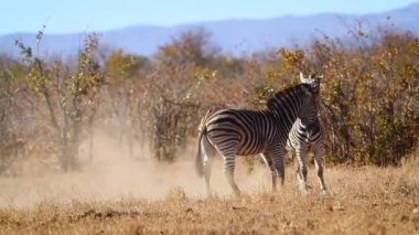Two Plains zebra fighting in savannah in Kruger National park, South Africa ; Specie Equus quagga burchellii family of Equidae