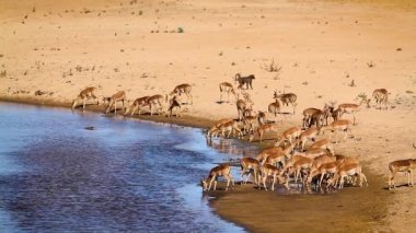 Herd of Common Impala drinking in river scenery in Kruger National park, South Africa ; Specie Aepyceros melampus family of Bovidae