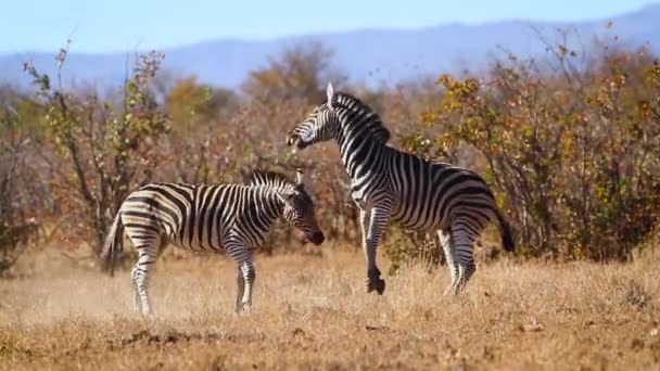 Two Plains Zebra Fighting Savannah Kruger National Park Sudáfrica Specie — Vídeo de stock