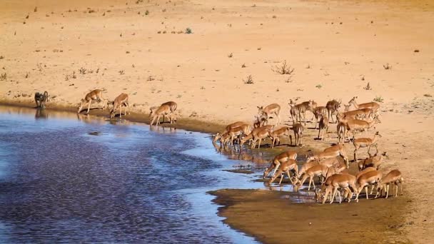 Herd Common Impala Drinking River Scenery Kruger National Park South — Stock video