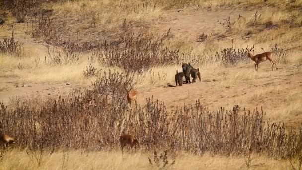 Common Impala Chacma Baboon Kruger National Park South Africa Specie — Wideo stockowe