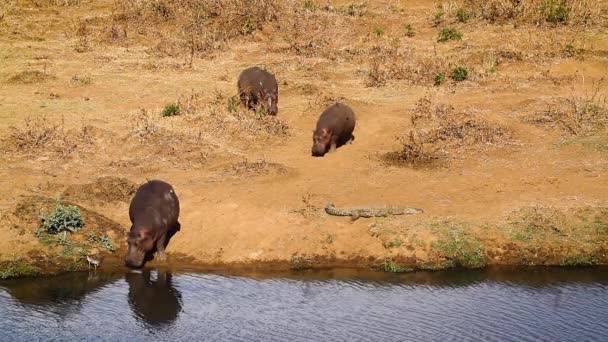 Three Hippopotamus Riverbank Kruger National Park South Africa Specie Hippopotamus — kuvapankkivideo