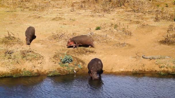Three Hippopotamus Riverbank Kruger National Park South Africa Specie Hippopotamus — Vídeo de stock
