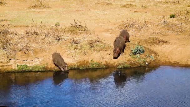 Three Hippopotamus Riverbank Kruger National Park South Africa Specie Hippopotamus — Stockvideo