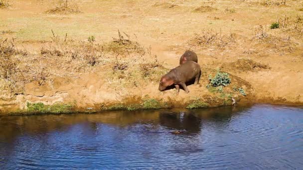 Three Hippopotamus Riverbank Kruger National Park South Africa Specie Hippopotamus — Stock videók