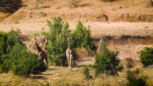 Small Group Giraffe Dry Sand Dune Kruger National Park South — стоковое видео