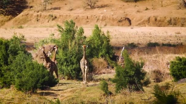 Small Group Giraffe Dry Sand Dune Kruger National Park South — Stock Video