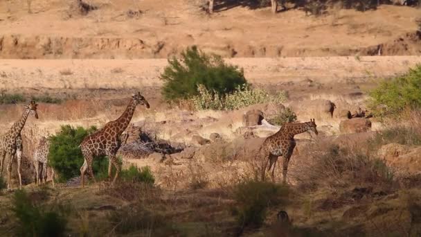 Small Group Giraffe Dry Sand Dune Kruger National Park South — Stock Video