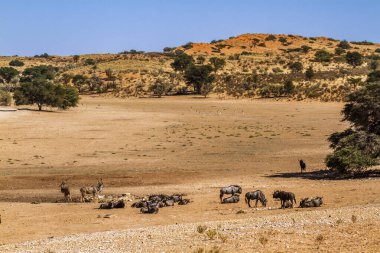 Greater kudu, blue wildebeest and springbok in desert scenery in Kgalagadi transfrontier park, South Africa; specie family of
