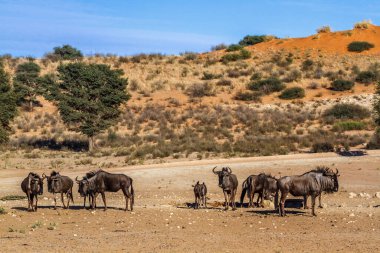 Small group of Blue wildebeest in desert scenery in Kgalagadi transfrontier park, South Africa ; Specie Connochaetes taurinus family of Bovidae