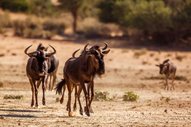 Three Blue wildebeest running front view in Kgalagadi transfrontier park, South Africa ; Specie Connochaetes taurinus family of Bovidae