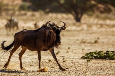 Blue wildebeest running in dry land in Kgalagadi transfrontier park, South Africa ; Specie Connochaetes taurinus family of Bovidae