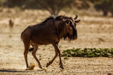 Blue wildebeest running in dry land in Kgalagadi transfrontier park, South Africa ; Specie Connochaetes taurinus family of Bovidae
