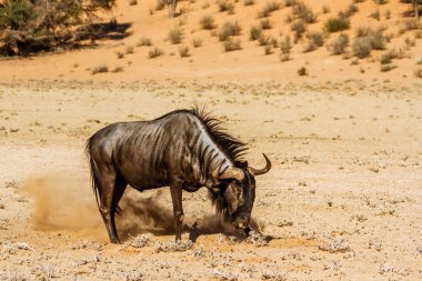 Blue wildebeest scratching sand in dry land in Kgalagadi transfrontier park, South Africa ; Specie Connochaetes taurinus family of Bovidae