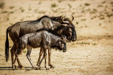 Blue wildebeest female and calf in Kgalagadi transfrontier park, South Africa ; Specie Connochaetes taurinus family of Bovidae